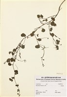 藏品(小葉括根)的圖片